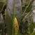 Glossy, lanceolate leaves & very young inflorescence bud
