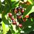 Ripe fruits