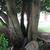 Bark and trunk
