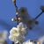 Stamens or thin white filaments tipped with yellow anthers