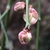 Prunus mume