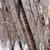 Red-brown bark with horizontal lenticles.