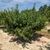 Small tree in a row of peach trees