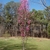 Form of 'Corithian Pink'