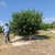 Small peach tree in a row of peach trees.