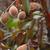 Prunus persica
