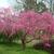 'Pink Cascade' Full Form