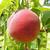 Prunus persica 'Redhaven'