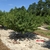 Small peach tree in a row of peach trees.