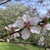 Flower of species