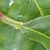 Glands at base of leaf