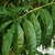 Leaves of thespecies- note the inward curl