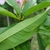 Underside of leaf