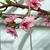Branch with pink flowers in March in Longwood Gardens