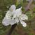 Prunus salicina 'Methley'