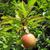 Prunus salicina 'Methley'
