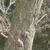 Bark