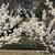 Branches in bloom