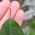 2 glands on petiole