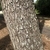 Brown bark of a wild cherry tree