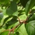 Leaf arrangement buds
