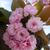 Close up of flower