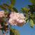 Prunus serrulata