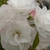 White flowers light pink tinted edges in April - Potomac, Maryla