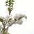 Branch with white flowers in April in Potomac, Maryland