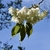 double white flowers with pink tinges with stipules