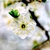 Closeup of a white flower with 5 petals and promenent stamens