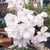 Cluster of white flowers