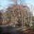 Weeping branch form