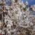 Bright white flowers cover the branches in mid-spring.