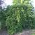 Prunus subhirtella 'Snow Fountain'