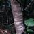 Bark