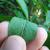 Underside of leaf