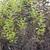 Prunus virginiana