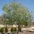 Prunus virginiana