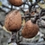 Brown fruit of a wild almond tree