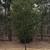 young tree after bloom, form, early spring, Durham County, NC