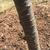 bark, early spring, Durham County, NC