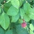 Green leaves