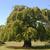 Prunus x yedoensis