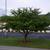 Prunus x yedoensis Form