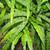 Pseudocydonia sinensis leaves