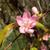 Pseudocydonia sinensis flower