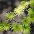 Pseudolarix amabilis