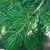 Needles and stem