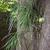 Epiphyte form